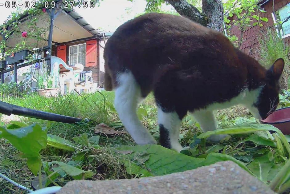 Alerte Découverte Chat Femelle Vernier Suisse