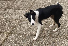 Alerte Découverte Chien croisement Inconnu Troistorrents Suisse