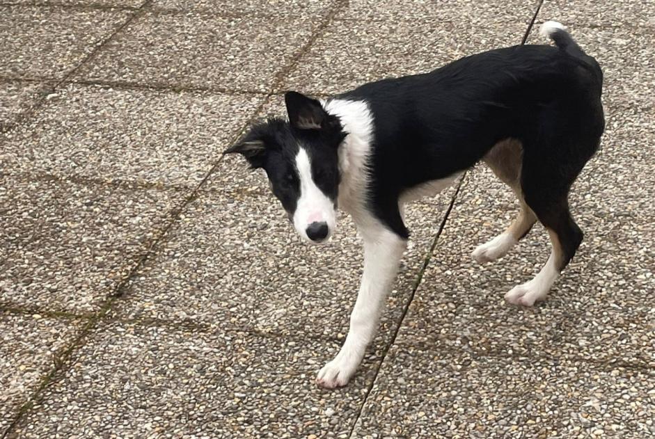 Alerte Découverte Chien croisement Inconnu Troistorrents Suisse