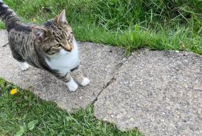 Alerte Disparition Chat croisement Mâle , 1 ans Gruyères Suisse