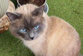 Alerte Disparition Chat  Mâle , 3 ans Neuchâtel Suisse
