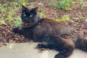 Alerte Disparition Chat  Femelle , 2 ans Cortaillod Suisse