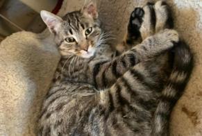 Alerte Disparition Chat croisement Femelle , 1 ans Bardonnex Suisse
