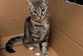 Alerte Disparition Chat  Femelle , 1 ans Versoix Suisse