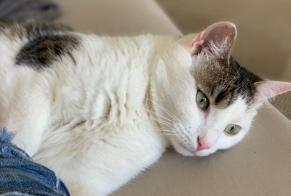 Alerte Disparition Chat  Femelle , 9 ans Zürich Suisse