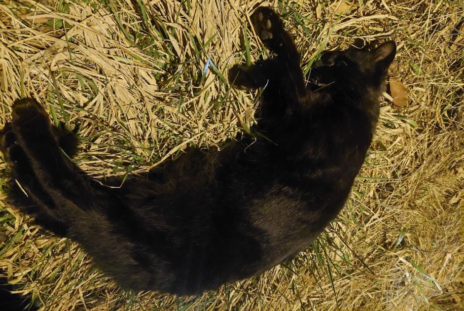Chat Trouvé à Ormont-Dessous (Vaud, Suisse) - alerte découverte Pet Alert n° 361760