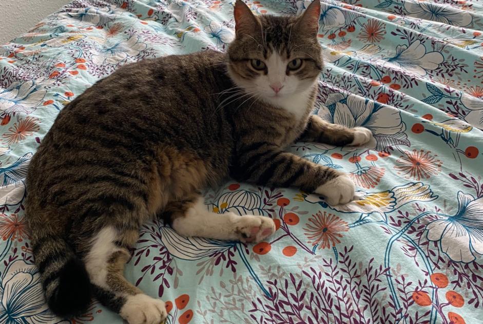 Chat Disparu à Lausanne (Vaud, Suisse) - alerte disparition Pet Alert n° 361874