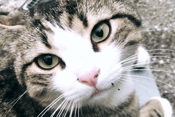 Chat Disparu à Lausanne (Vaud, Suisse) - alerte disparition Pet Alert n° 361874