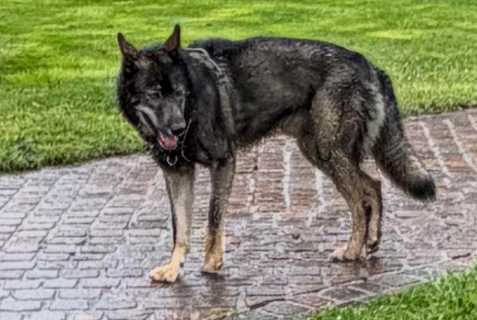 Chien Trouvé à Belmont-sur-Lausanne (Vaud, Suisse) - alerte découverte Pet Alert n° 363643