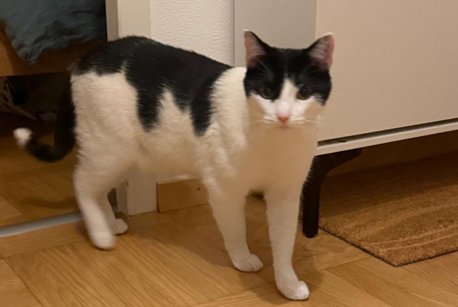 Chat Trouvé à Chêne-Bougeries (Genève, Suisse) - alerte découverte Pet Alert n° 365658