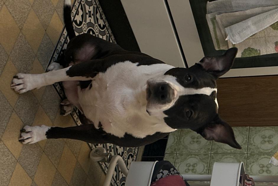 Chien Disparu à Neuchâtel (Neuchâtel, Suisse) - alerte disparition Pet Alert n° 366117