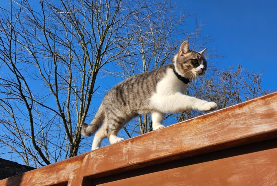 Chat Disparu à Lonay (Vaud, Suisse) - alerte disparition Pet Alert n° 369098
