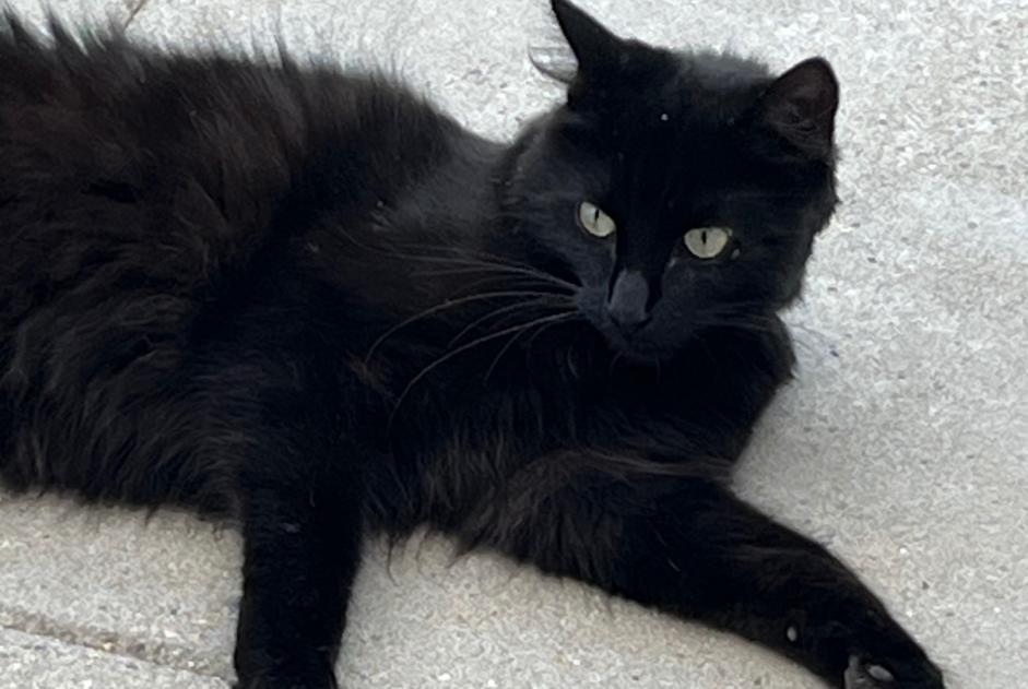 Chat Trouvé à Les Ponts-de-Martel (Neuchâtel, Suisse) - alerte découverte Pet Alert n° 372134