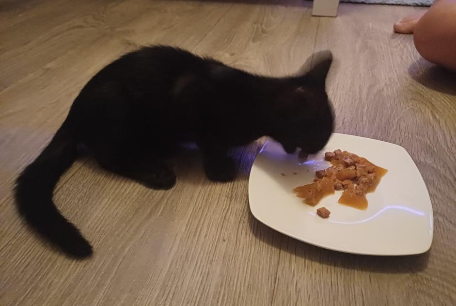 Chat Trouvé à Penthaz (Vaud, Suisse) - alerte découverte Pet Alert n° 372462