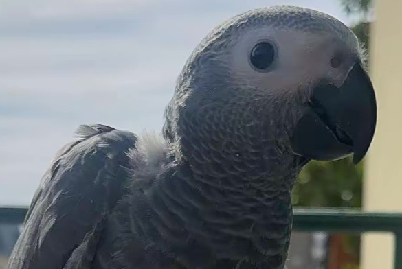 Oiseau Disparu à Lausanne (Vaud, Suisse) - alerte disparition Pet Alert n° 375947