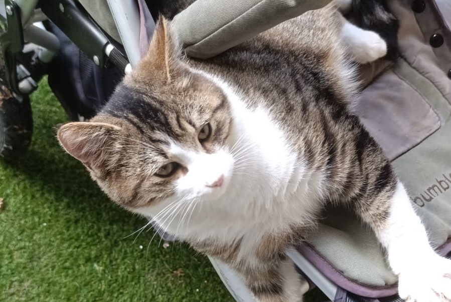 Chat Trouvé à Pully (Vaud, Suisse) - alerte découverte Pet Alert n° 377370