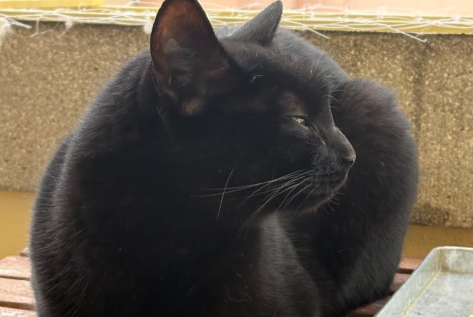 Chat Trouvé à Fribourg (Fribourg, Suisse) - alerte découverte Pet Alert n° 377446