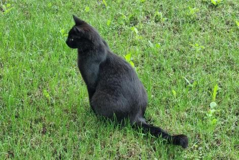 Avviso scomparsa Gatto  Maschio , 4 anni Grono Svizzera