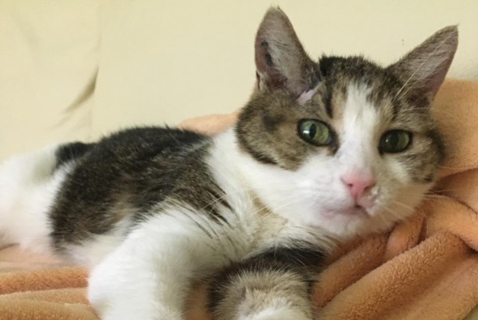 Avviso scomparsa Gatto Femmina , 17 anni Chêne-Bourg Svizzera