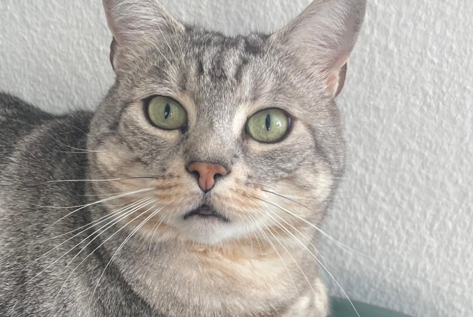 Avviso scomparsa Gatto Maschio , 6 anni Ecublens Svizzera