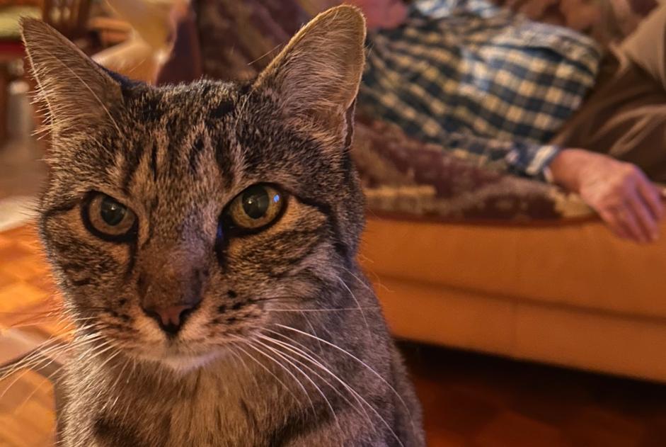 Avviso scomparsa Gatto incrocio di razze Femmina , 15 anni Chalais Svizzera