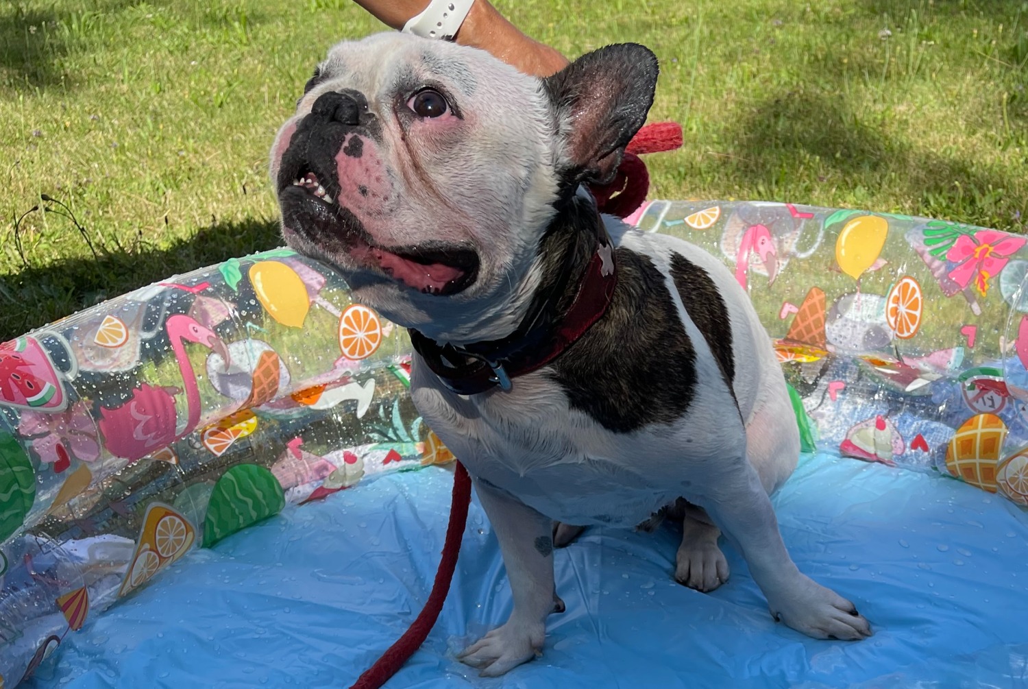 Avviso scomparsa Cane  Maschio , 6 anni Bulle Svizzera