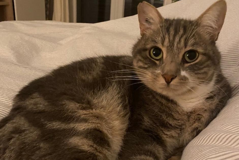 Avviso scomparsa Gatto Maschio , 10 anni Prilly Svizzera