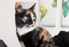 Avviso scomparsa Gatto  Femmina , 3 anni La Neuveville Svizzera