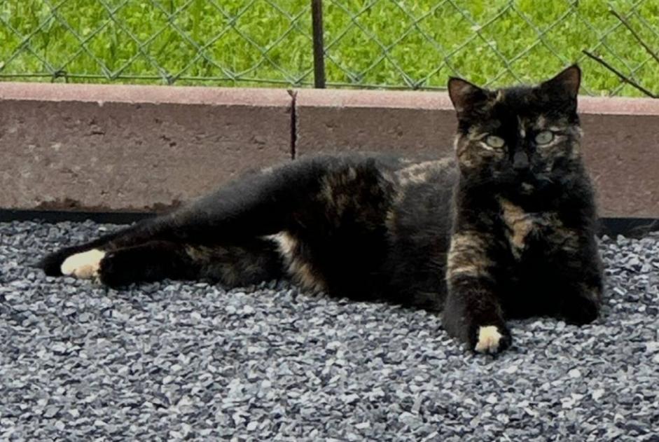 Avviso scomparsa Gatto Femmina , 60 anni Châtel-Saint-Denis Svizzera