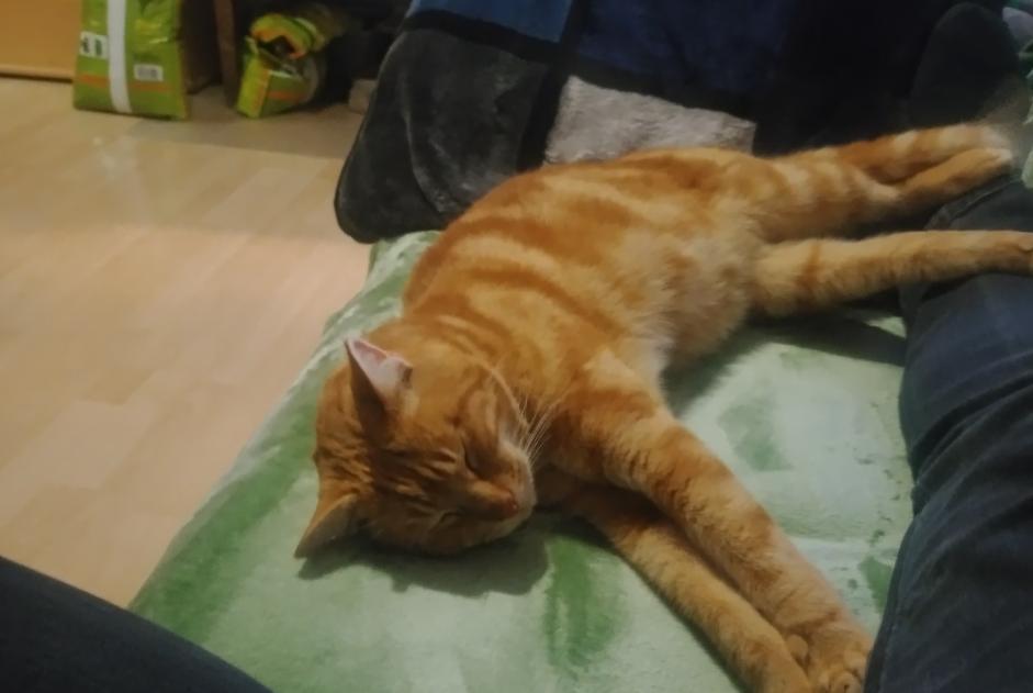 Avviso Ritrovamento Gatto  Maschio Ardon Svizzera