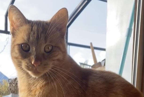 Avviso scomparsa Gatto Maschio , 2 anni Martigny Svizzera