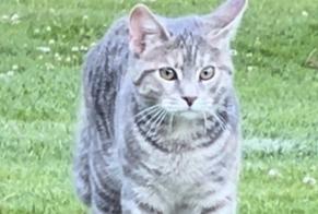 Avviso scomparsa Gatto Femmina , 1 anni Savigny Svizzera