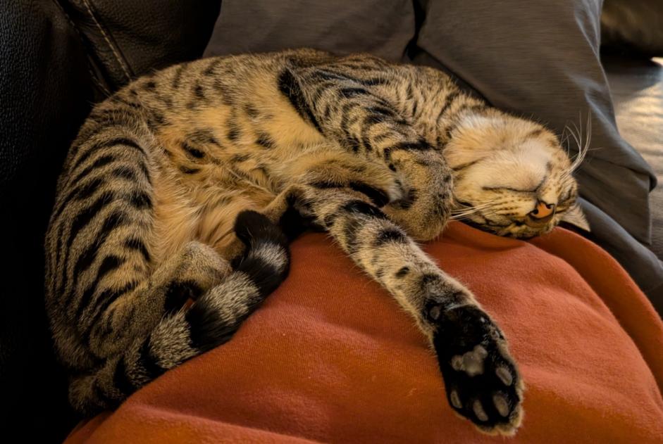 Avviso scomparsa Gatto  Maschio , 2 anni Niouc Svizzera