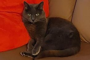 Avviso scomparsa Gatto Femmina , 16 anni La Tour-de-Peilz Svizzera