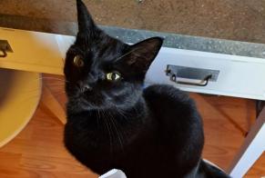 Avviso scomparsa Gatto Maschio , 4 anni L'Isle Svizzera
