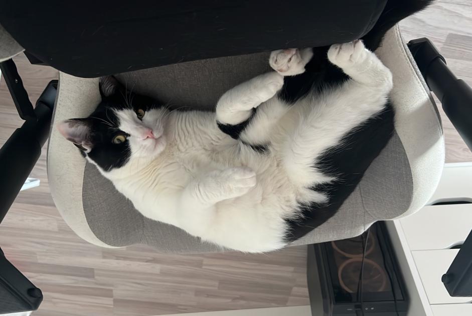 Avviso scomparsa Gatto Maschio , 2 anni Monthey Svizzera