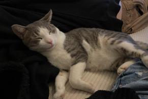 Avviso scomparsa Gatto Maschio , 3 anni Lausanne Svizzera