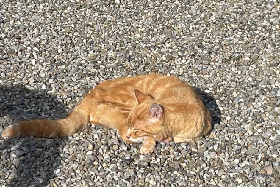 Avviso scomparsa Gatto Maschio , 2025 anni Genève Svizzera