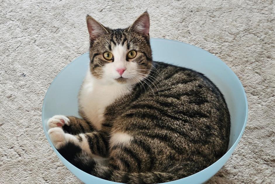 Avviso scomparsa Gatto Maschio , 1 anni Neuchâtel Svizzera