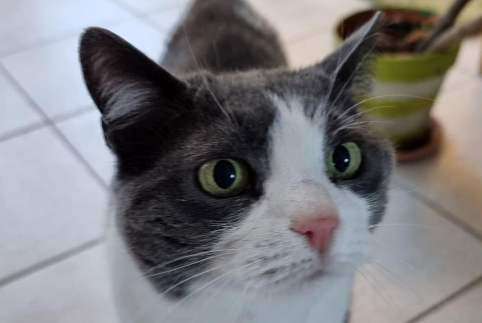 Avviso scomparsa Gatto  Femmina , 13 anni Yvorne Svizzera