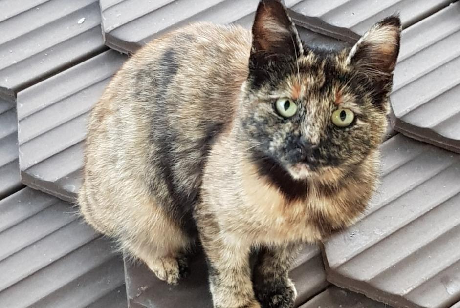 Avviso Ritrovamento Gatto Non conosciuta Val-de-Ruz Svizzera