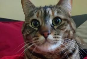Avviso scomparsa Gatto Femmina , 7 anni Saint-Gingolph Svizzera