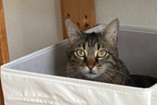 Avviso scomparsa Gatto Femmina , 4 anni Crissier Svizzera