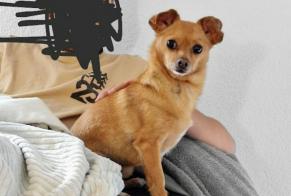 Avviso scomparsa Cane  Maschio , 8 anni Bulle Svizzera