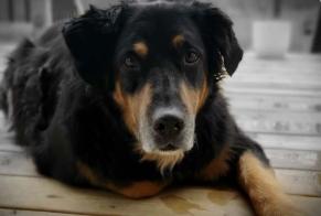 Avviso Ritrovamento Cane Non conosciuta Hauterive Svizzera