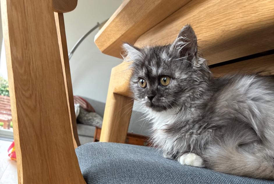 Gatto Smarrito a Neuchâtel (Neuchâtel, Svizzera)  - allerta scoperta Pet Alert n. 367437