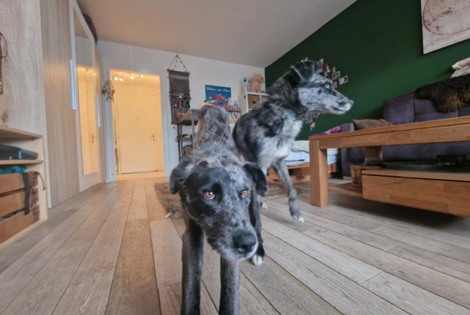 Verdwijningsalarm Hond rassenvermenging Mannetje , 4 jaar Crans-Montana Zwitserland