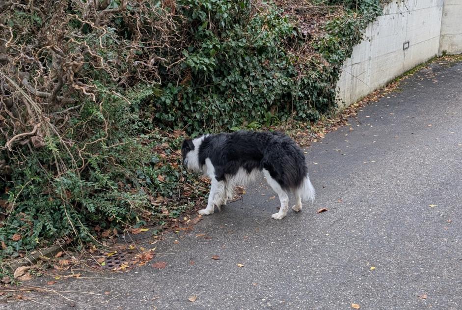 Ontdekkingsalarm Hond  Onbekend Jongny Zwitserland