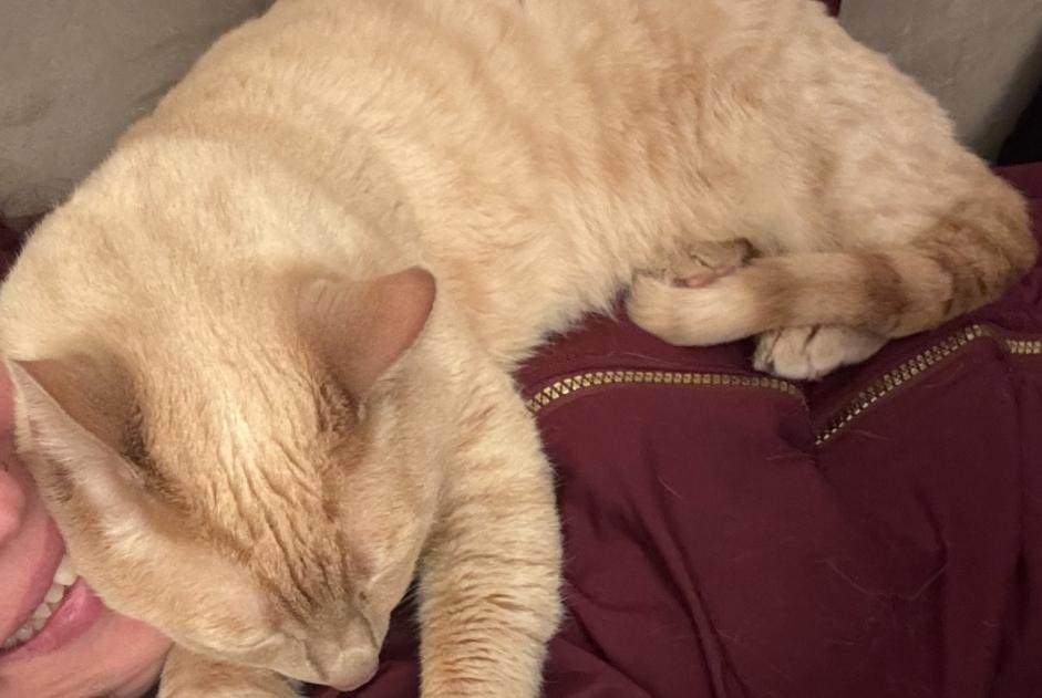 Verdwijningsalarm Kat Mannetje , 12 jaar Genève Zwitserland