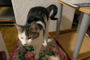 Verdwijningsalarm Kat Vrouwtje , 1 jaar Courtelary Zwitserland